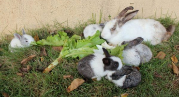 Listy křenu ve stravě králíků